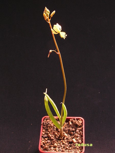 Bulbine diphylla.jpg
