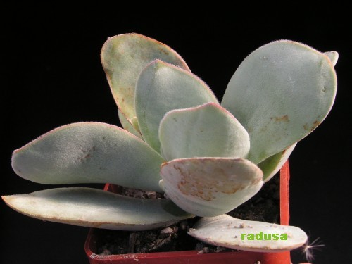 Crassula nudicaulis v.platyphylla, RSA, Kaffidrift.jpg