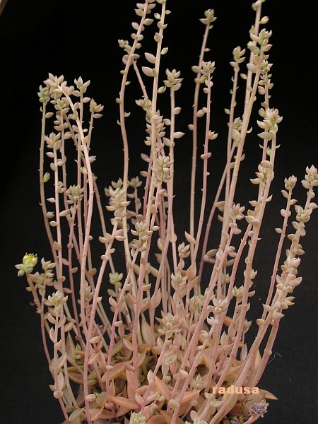 Lenophyllum sp. 2.jpg