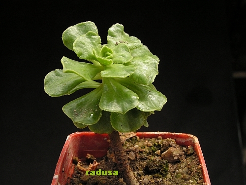 Aeonium spathulatum.jpg
