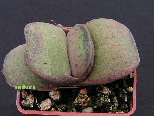 Gasteria brachyphylla v.bayeri.jpg