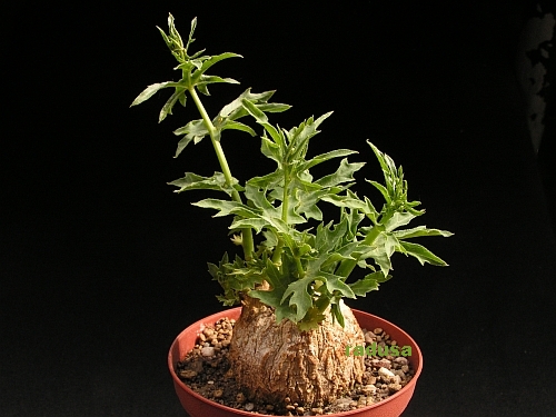 Coccinia sessilifolia, Namibia, RSA   JM.jpg