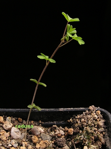 Oxalis clavifolia 2.jpg