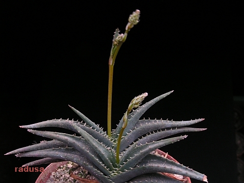 Aloe calcairophila   JM.jpg