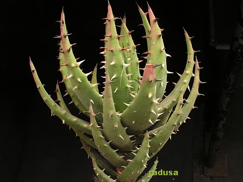 Aloe melanacantha   JM.jpg