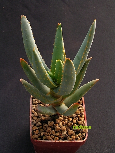 Aloe ramosissima   JM.jpg