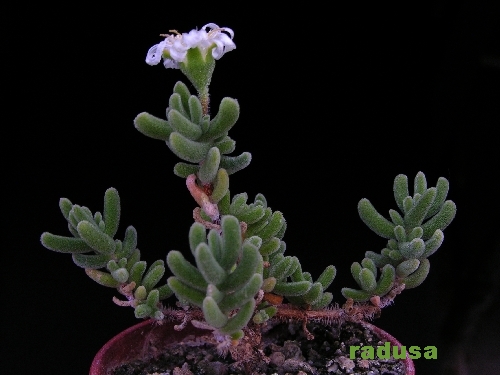 Drosanthemum eburneum, SB883, Karoo Reinet