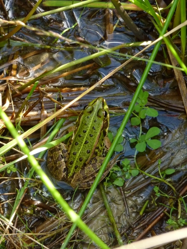Obojživelníci (skokanovití) - skokan zelený (Rana esculenta), Kokotský rybník IX.