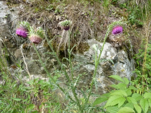 Asteraceae - bodlák nicí (Carduus nutans), údolí Teplé VII.