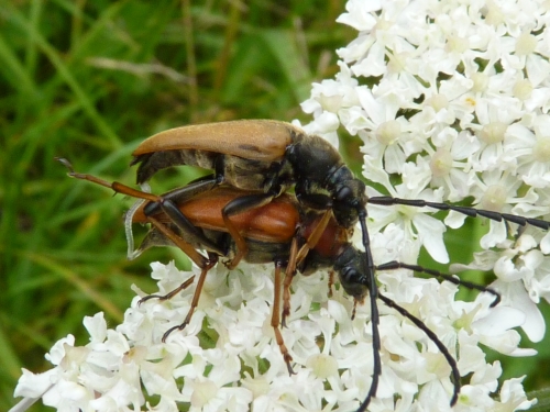 Hmyz (brouci) - tesařík obecný (Leptura rubra), Podhorní vrch