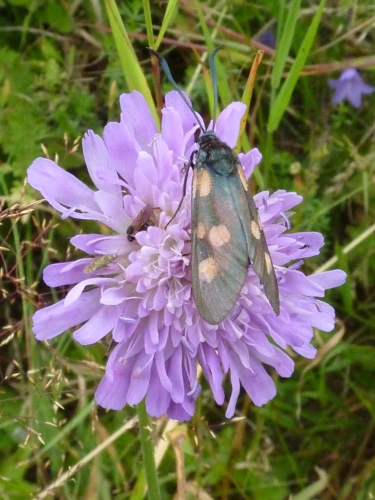 Hmyz (motýli) - vřetenuška obecná (Zygaena filipendulae), Bečov - Prameny