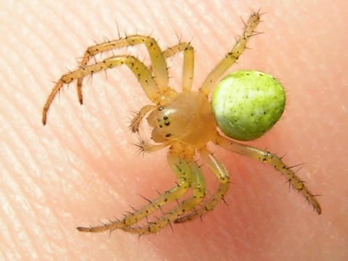 Členovci (pavoukovci) - křižák zelený (Araneus cucurbitinus), Lhota, VIII.