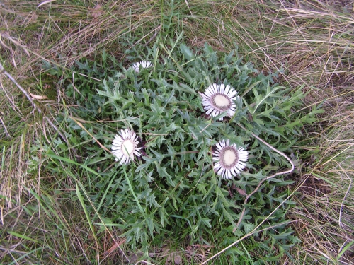 Asteraceae - pupava bezlodyžná (Carlina acaulis), Křešín, VIII.