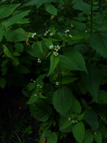 Asteraceae - pěťour malokvětý (Galinsoga parviflora), Loupensko