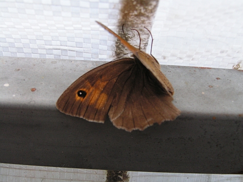 Hmyz (motýli) - okáč luční (Maniola jurtina), Lhota, VIII.
