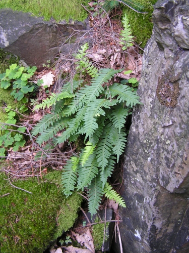 Polypodiaceae - osladič obecný (Polypodium vulgare), Plešivec