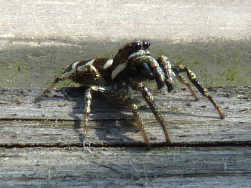 Členovci (pavoukovci) - skákavka pruhovaná (Salticus scenicus), Plzeň, IV.