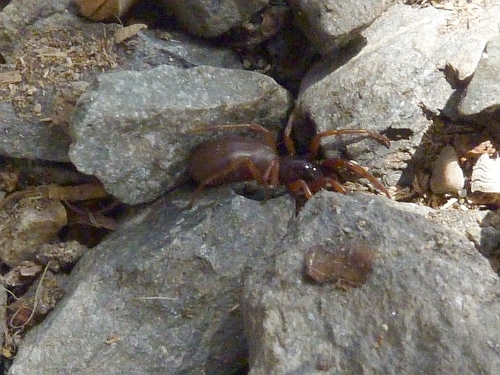 Členovci (pavoukovci) - šestiočka rudá (Dysdera erythrina), Plzeň - Lhota,  IV.