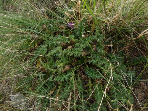 Asteraceae - pcháč bezlodyžný (Cirsium acaulis), Mužský, IX.