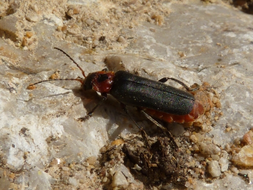 Hmyz (brouci) - páteříček (Cantharis rustica), Plzeň - Lhota, V.