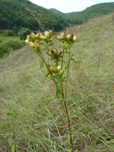 Asteraceae - oman hnidák (Inula conyzae), Srbsko, IX.