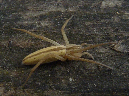 Členovci (pavoukovci) - listovník štíhlý (Tibellus oblongus), Plzeň - Lhota, V..