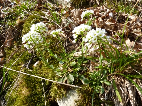 Brassicaceae - penízek horský (Thlaspi montanum), Srbsko, IV.