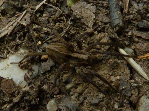 Členovci (pavoukovci) - slíďák tlustonohý (Alopecosa cuneata), Srbsko, VI.