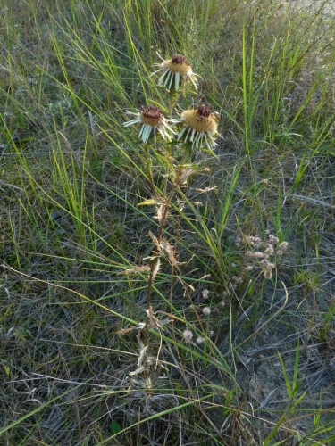 Asteraceae - pupava obecná (Carlina vulgaris), Bzenec, VIII.