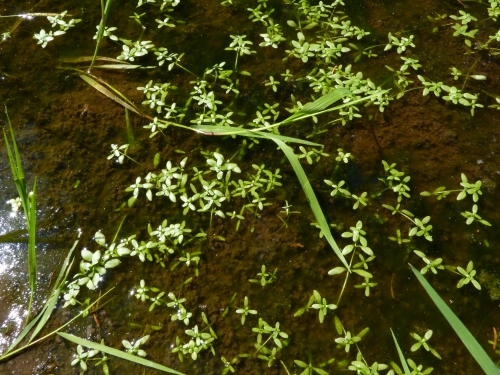 Callitrichaceae - hvězdoš jarní (Callitriche verna), Kladská, VI.