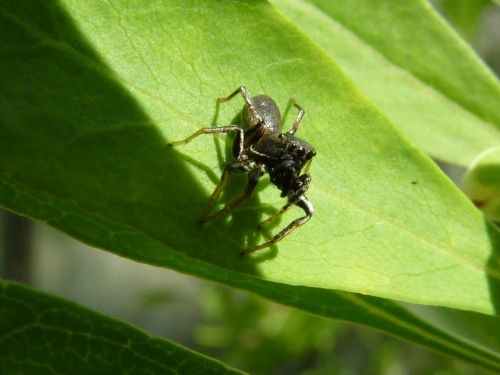 Členovci (pavoukovci) - skákavka (Heliophanus sp.), Plzeň, VI.