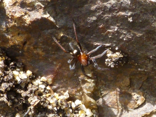 Členovci (pavoukovci) - teplomil čtyřskvrnný (Titanoeca quadripunctata), Plzeň, VI.