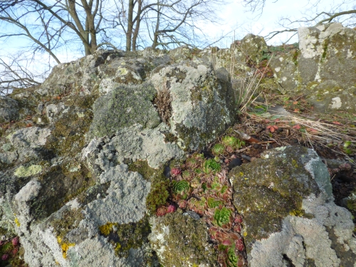 VK6 - Jovibarby obrůstají každou skalní  terásku