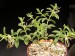 Brachystelma circinatum, RSA, Waterval.jpg