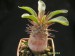 Pachypodium namaquanum.jpg