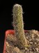 Stapelianthus pilosus.jpg