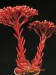 Sinocrassula yunnanensis.jpg