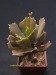 Kalanchoe rhombopilosa v.viridifolia.jpg