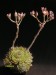 Graptopetalum filiferum.jpg