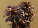 Aeonium arboreum v.atropurpureum.jpg