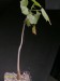 Gyrocarpus americanus.jpg