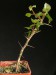 Commiphora simplicifolia.jpg