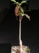 Commiphora sp., Madagascar, Tulear.jpg