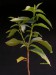 Adansonia madagascariensis.jpg