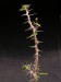 Euphorbia beharensis v.truncata.jpg