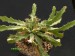 Euphorbia brevitorta.jpg