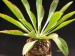 Euphorbia bupleurifolia   JM.jpg