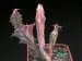 Euphorbia buruana.jpg