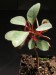 Euphorbia capmanambatoensis.jpg