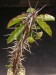 Euphorbia croizatii.jpg